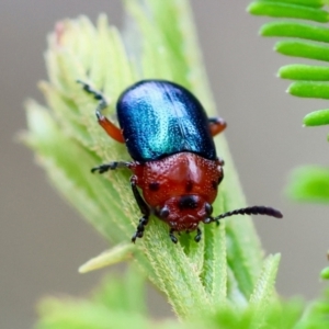 Unidentified Leaf beetle (Chrysomelidae) at suppressed by LisaH