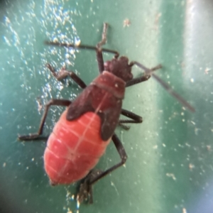 Leptocoris mitellatus at Holt, ACT - 10 Dec 2023