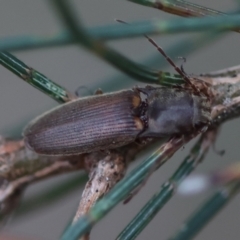 Unidentified Click beetle (Elateridae) at Broulee Moruya Nature Observation Area - 8 Dec 2023 by LisaH