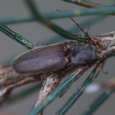 Unidentified Click beetle (Elateridae) at Moruya, NSW - 8 Dec 2023 by LisaH
