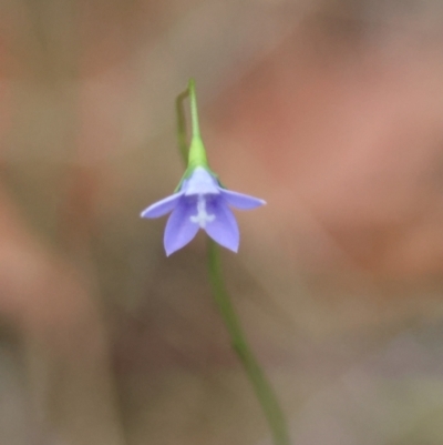 Wahlenbergia sp. (Bluebell) at Broulee Moruya Nature Observation Area - 8 Dec 2023 by LisaH