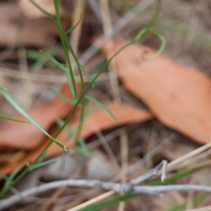 Wahlenbergia sp. at Moruya, NSW - 8 Dec 2023