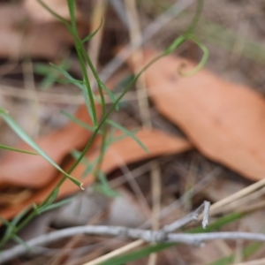 Wahlenbergia sp. at Moruya, NSW - suppressed