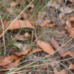 Wahlenbergia sp. at Moruya, NSW - 8 Dec 2023