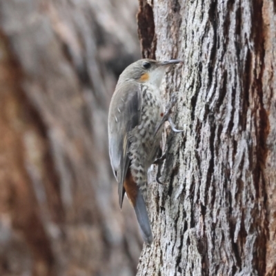 Cormobates leucophaea (White-throated Treecreeper) at Broulee Moruya Nature Observation Area - 8 Dec 2023 by LisaH