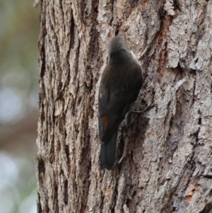 Cormobates leucophaea at Moruya, NSW - 8 Dec 2023