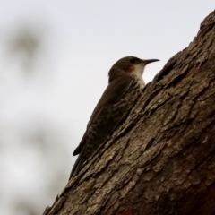 Cormobates leucophaea at Moruya, NSW - 8 Dec 2023