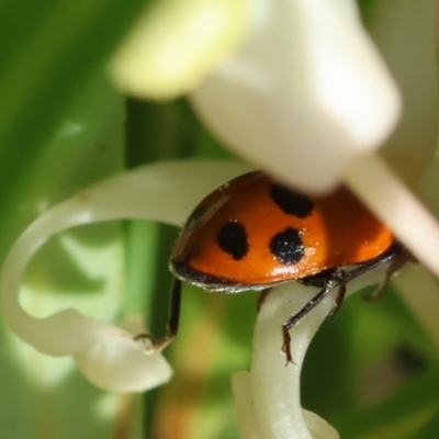 Hippodamia variegata (Spotted Amber Ladybird) at Broulee Moruya Nature Observation Area - 9 Dec 2023 by LisaH