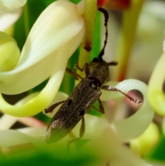 Unidentified Beetle (Coleoptera) at Moruya, NSW - 9 Dec 2023 by LisaH