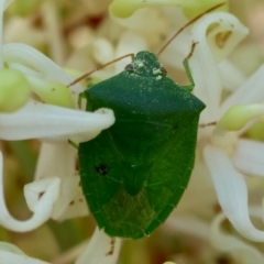 Unidentified Shield, Stink or Jewel Bug (Pentatomoidea) at Broulee Moruya Nature Observation Area - 9 Dec 2023 by LisaH