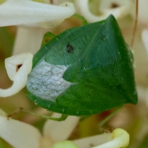 Cuspicona simplex at Moruya, NSW - suppressed