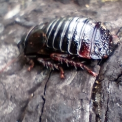 Panesthia australis (Common wood cockroach) at Snowy Plain, NSW - 9 Dec 2023 by Berlge