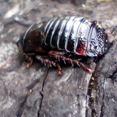 Panesthia australis (Common wood cockroach) at Snowy Plain, NSW - 9 Dec 2023 by Berlge