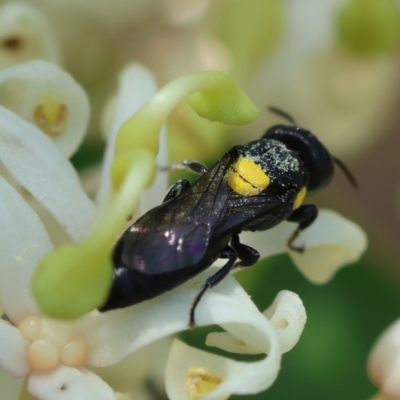 Hylaeus (Euprosopoides) rotundiceps (Hylaeine colletid bee) at Broulee Moruya Nature Observation Area - 9 Dec 2023 by LisaH