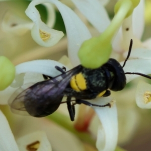 Hylaeus (Euprosopoides) rotundiceps at Moruya, NSW - suppressed