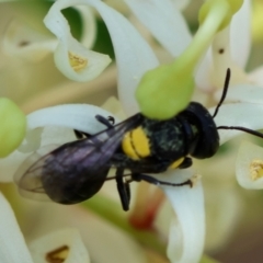 Hylaeus (Euprosopoides) rotundiceps at Moruya, NSW - 9 Dec 2023