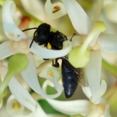 Hylaeus (Euprosopoides) rotundiceps at Moruya, NSW - suppressed