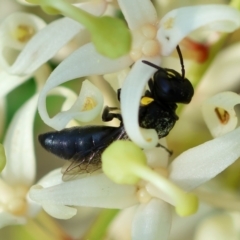 Hylaeus (Euprosopoides) rotundiceps at Moruya, NSW - suppressed