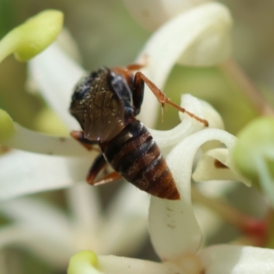 Unidentified Bee (Hymenoptera, Apiformes) at Moruya, NSW - 9 Dec 2023 by LisaH