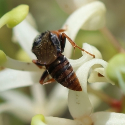 Exoneura sp. (genus) at Broulee Moruya Nature Observation Area - 9 Dec 2023 by LisaH