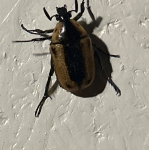 Unidentified Beetle (Coleoptera) at suppressed by Melmo