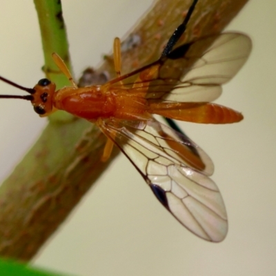 Unidentified Wasp (Hymenoptera, Apocrita) at Moruya, NSW - 9 Dec 2023 by LisaH