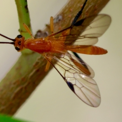 Unidentified Wasp (Hymenoptera, Apocrita) at Broulee Moruya Nature Observation Area - 9 Dec 2023 by LisaH