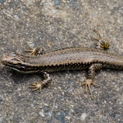 Eulamprus heatwolei (Yellow-bellied Water Skink) at Tidbinbilla Nature Reserve - 10 Dec 2023 by regeraghty
