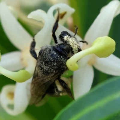 Leioproctus sp. (genus) (A plaster bee) at Moruya, NSW - 9 Dec 2023 by LisaH