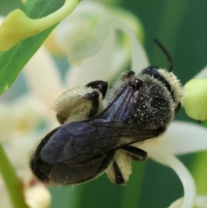 Leioproctus sp. (genus) at Moruya, NSW - 9 Dec 2023