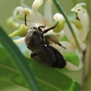Leioproctus sp. (genus) at Moruya, NSW - suppressed