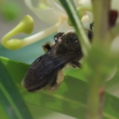 Leioproctus sp. (genus) at Moruya, NSW - 9 Dec 2023