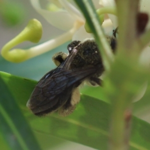 Leioproctus sp. (genus) at Moruya, NSW - 9 Dec 2023