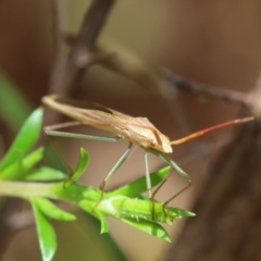 Unidentified True bug (Hemiptera, Heteroptera) at Broulee Moruya Nature Observation Area - 9 Dec 2023 by LisaH