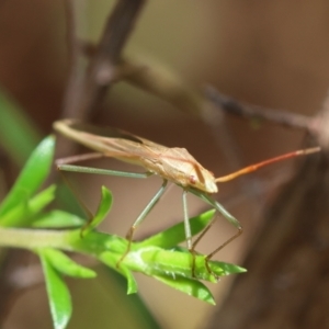 Mutusca brevicornis at Moruya, NSW - suppressed