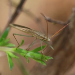 Mutusca brevicornis at Moruya, NSW - suppressed