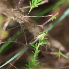 Mutusca brevicornis at Moruya, NSW - suppressed