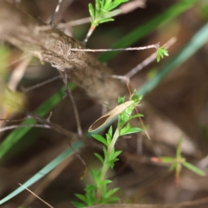 Mutusca brevicornis at Moruya, NSW - suppressed