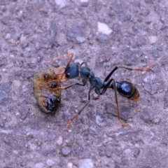 Myrmecia tarsata (Bull ant or Bulldog ant) at Tidbinbilla Nature Reserve - 10 Dec 2023 by regeraghty