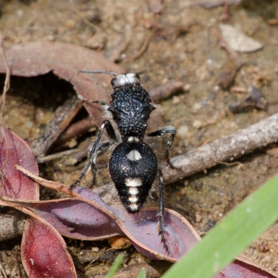 Bothriomutilla rugicollis (Mutillid wasp or velvet ant) at Booth, ACT - 10 Dec 2023 by regeraghty
