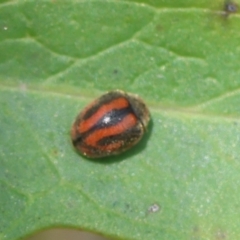 Rodolia sp. (genus) (A ladybird) at Broulee Moruya Nature Observation Area - 9 Dec 2023 by LisaH