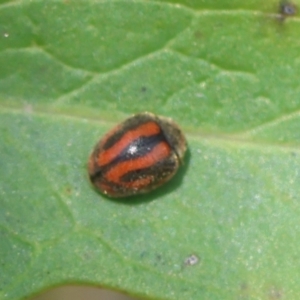 Rodolia sp. (genus) at Moruya, NSW - suppressed