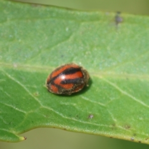 Rodolia sp. (genus) at Moruya, NSW - suppressed