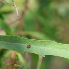 Rodolia sp. (genus) at Moruya, NSW - suppressed