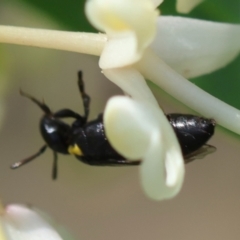 Hylaeinae (subfamily) (Masked bee, Hylaeine bee) at Broulee Moruya Nature Observation Area - 9 Dec 2023 by LisaH