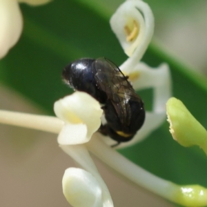 Hylaeinae (subfamily) at Moruya, NSW - 9 Dec 2023
