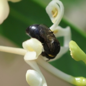 Hylaeinae (subfamily) at Moruya, NSW - suppressed