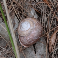 Pommerhelix mastersi (Merimbula Woodland Snail) at Broulee Moruya Nature Observation Area - 8 Dec 2023 by LisaH