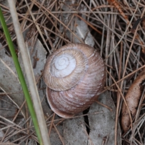 Pommerhelix mastersi at Moruya, NSW - suppressed