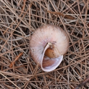 Pommerhelix mastersi at Moruya, NSW - suppressed